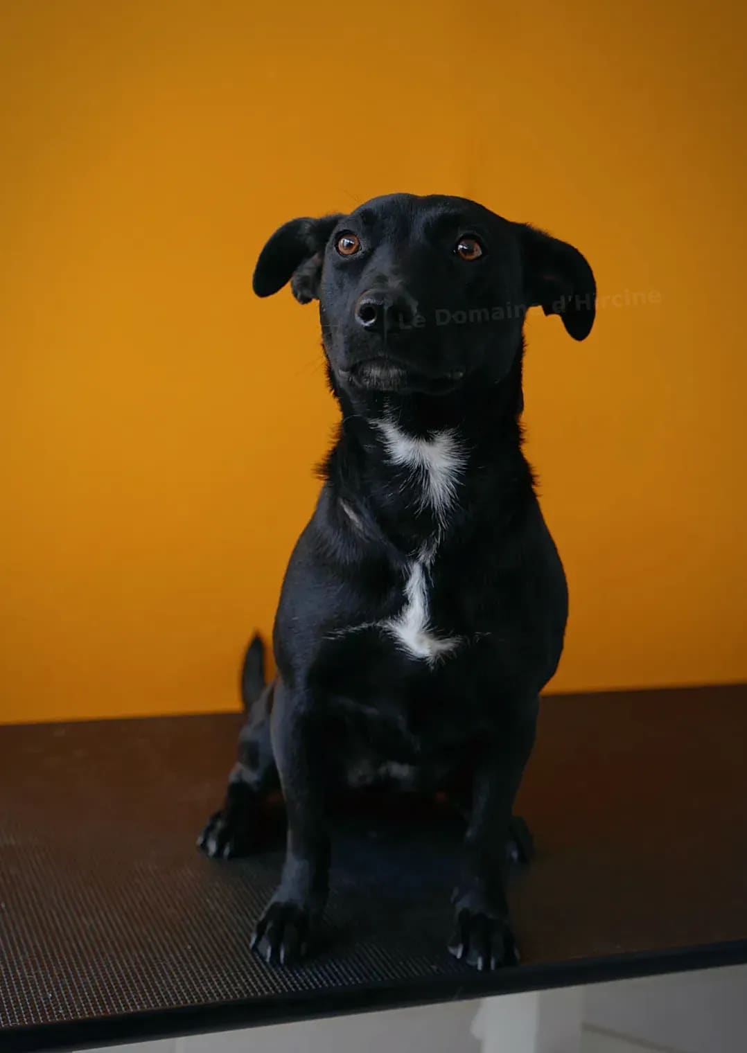 Comment préparer votre chien à une séance de toilettage en toute sérénité