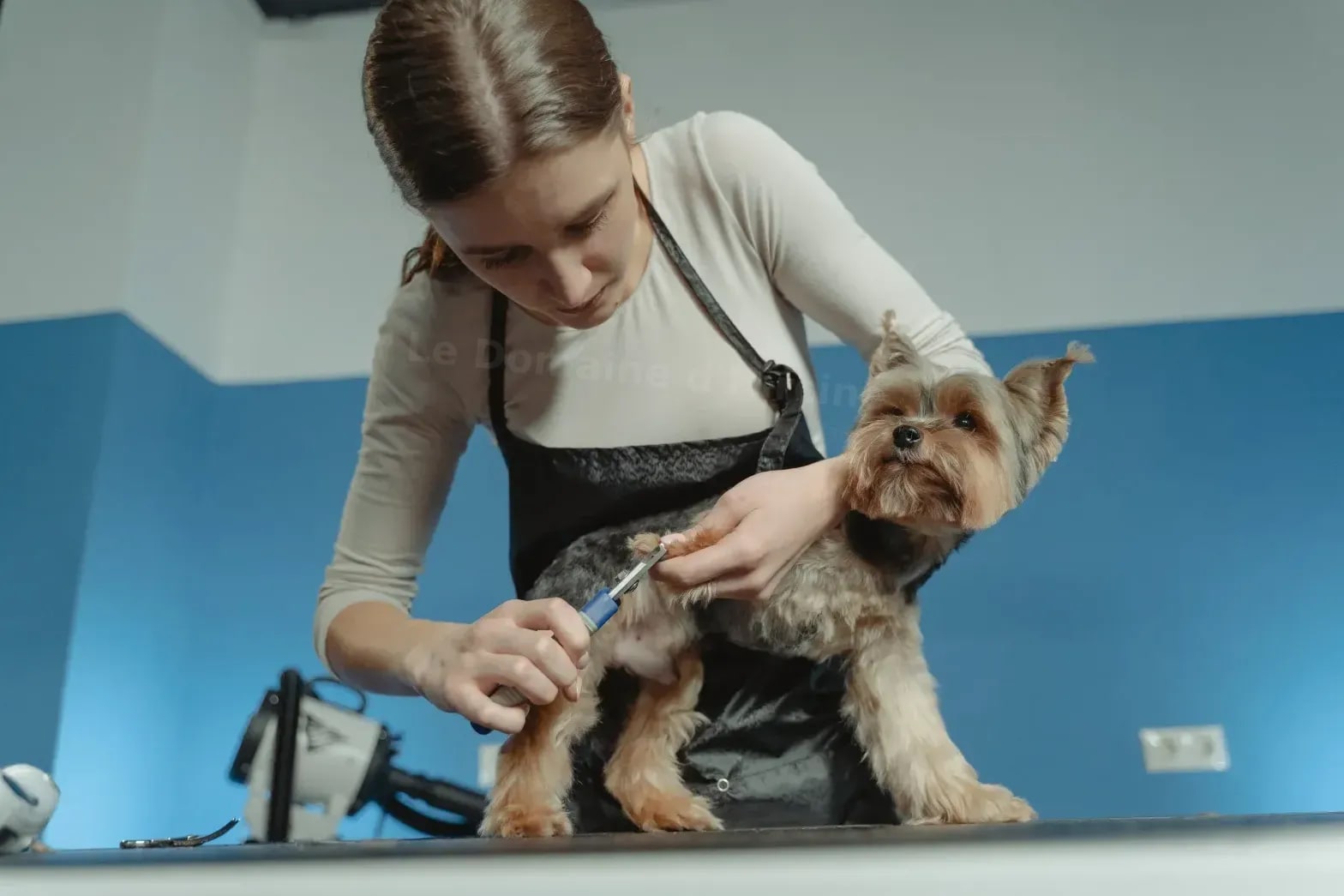 Toilettage canin au salon à Villeneuve-en-Retz, avec tarif selon Le Domaine d'Hircine poids
